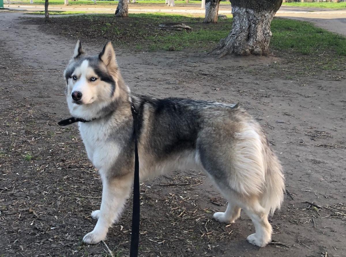 Лайка-полуволк по кличке Пуля из Ростова-на-Дону предупреждает бойцов о беспилотниках